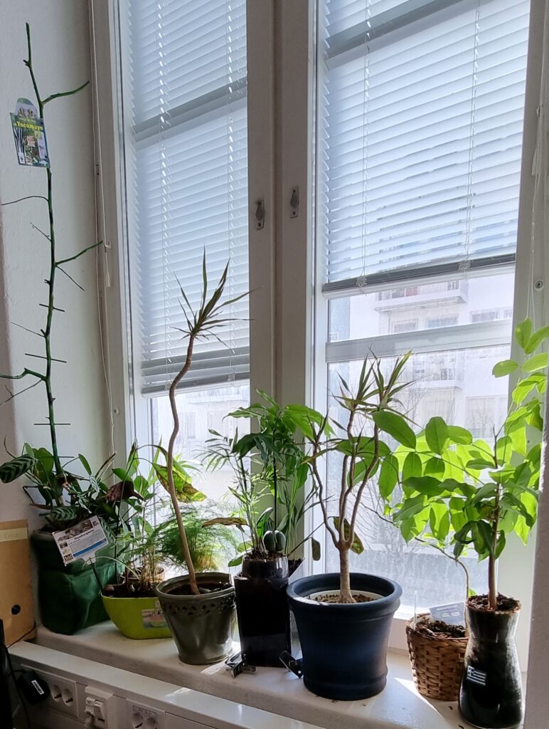Gröna växter på fönsterbrädan